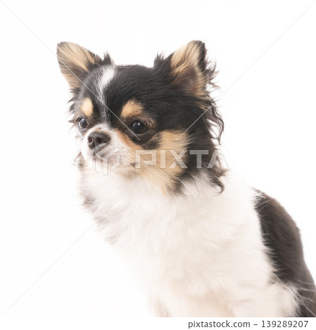 吉娃娃犬奈拉坐著 吉娃娃犬奈拉坐著 139289207