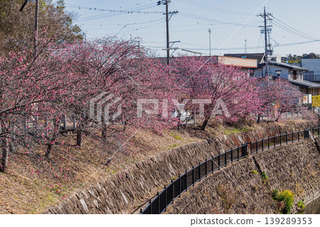 靜岡縣掛川市掛川城週邊的掛川櫻花風景 139289353