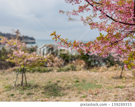 Vibrant cherry blossoms blooming on a hill overlooking the sea 139289355