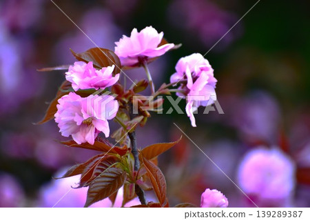 雙櫻花 雙櫻花 139289387