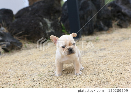 French bulldog French bulldog 139289399