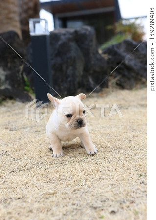 法國鬥牛犬 法國鬥牛犬 139289403