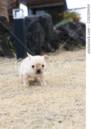 法國鬥牛犬 法國鬥牛犬 139289404