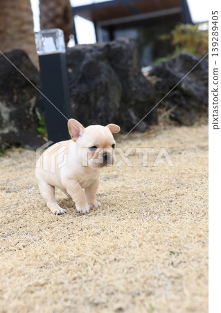 法國鬥牛犬 法國鬥牛犬 139289405