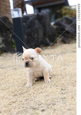 French bulldog French bulldog 139289409