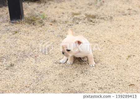 法國鬥牛犬 法國鬥牛犬 139289413