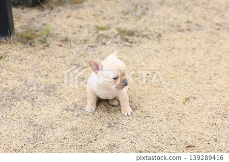 French bulldog French bulldog 139289416