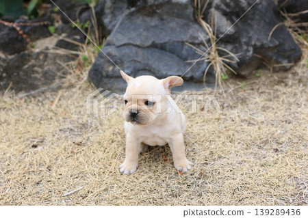 法國鬥牛犬 法國鬥牛犬 139289436