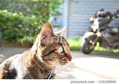 Petticoat cat in the parking lot Petticoat cat in the parking lot 139289606