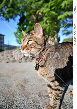 Kijitora cat resting during a walk Kijitora cat resting during a walk 139289620