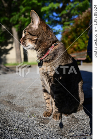 Kijitora cat sitting in the park Kijitora cat sitting in the park 139289624