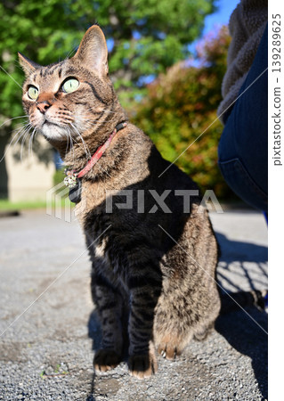 坐在公園裡的 Kijitora 貓 139289625
