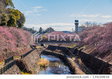 Scenery of the Kakegawa cherry blossoms around Kakegawa Castle in Kakegawa City (Shizuoka Prefecture) Scenery of the Kakegawa cherry blossoms around Kakegawa Castle in Kakegawa City (Shizuoka Prefecture) 139289638