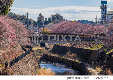靜岡縣掛川市掛川城週邊的掛川櫻花風景 靜岡縣掛川市掛川城週邊的掛川櫻花風景 139289639