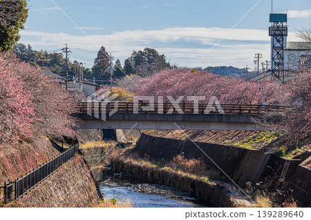 靜岡縣掛川市掛川城週邊的掛川櫻花風景 139289640