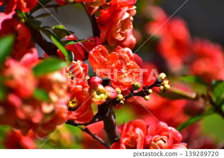 花弄皺了 花弄皺了 139289720