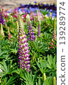 Beautiful colorful Lupine flowers blooming in a lush garden during spring season 139289774