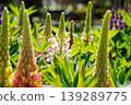 Beautiful colorful Lupine flowers blooming in a lush garden during spring season 139289775