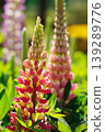 Beautiful colorful Lupine flowers blooming in a lush garden during spring season 139289776
