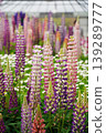 Beautiful colorful Lupine flowers blooming in a lush garden during spring season 139289777