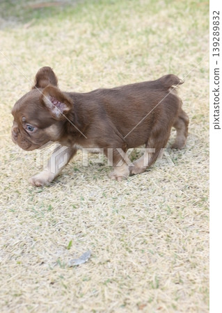 French bulldog French bulldog 139289832