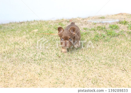 French bulldog French bulldog 139289833