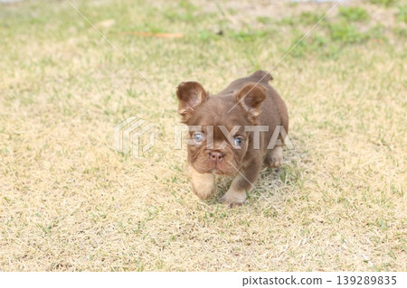 French bulldog French bulldog 139289835