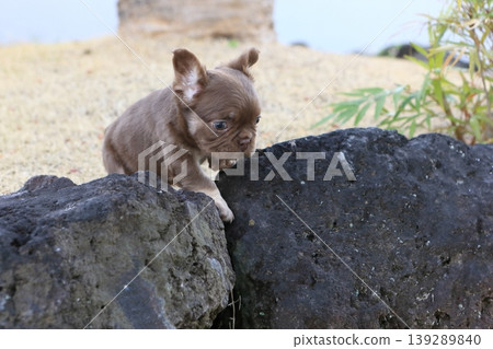法國鬥牛犬 139289840