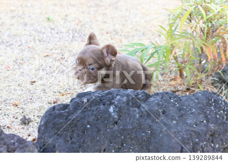 French bulldog French bulldog 139289844