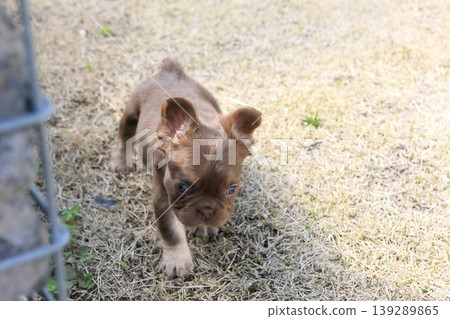 French bulldog French bulldog 139289865