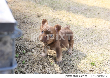 法國鬥牛犬 139289867