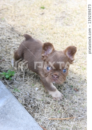 French bulldog French bulldog 139289873