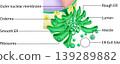 Ultrastructure of the Endoplasmic Reticulum (ER) | Membrane Network and Ribosome Arrangement (Illustration) (English) 139289882