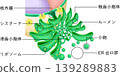 Ultrastructure of the Endoplasmic Reticulum (ER) | Membrane Network and Ribosome Arrangement (Illustration, Japanese) 139289883