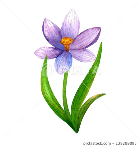 Bright purple crocus, isolated watercolor illustration. Hand drawn green plants. Colorful fresh blue flowers for packaging, cards, invitations, weddings. 139289893