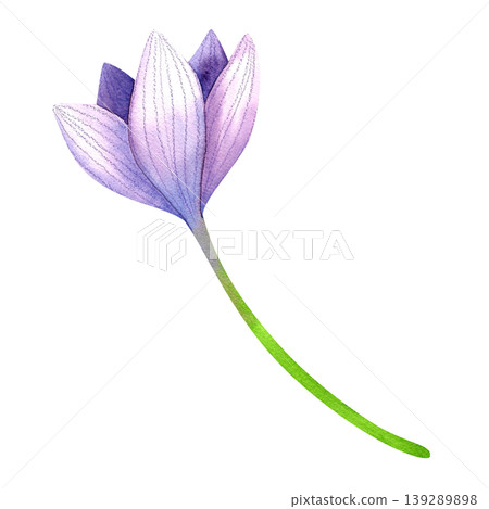 Purple crocus bud with a stem, isolated watercolor illustration. Delicate hand drawn plants. Bright illustration with fresh blue flowers for packaging, cards, invitations, and weddings. Purple crocus bud with a stem, isolated watercolor illustration. Delicate hand drawn plants. Bright illustration with fresh blue flowers for packaging, cards, invitations, and weddings. 139289898