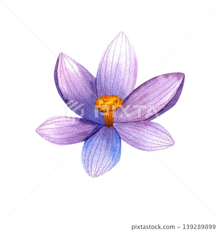 Purple crocus bud, isolated watercolor illustration. Delicate hand drawn plants. Bright illustration with fresh blue flowers for packaging, cards, invitations, and weddings. Purple crocus bud, isolated watercolor illustration. Delicate hand drawn plants. Bright illustration with fresh blue flowers for packaging, cards, invitations, and weddings. 139289899