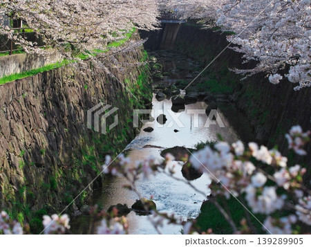 Yamazaki River in full bloom 139289905