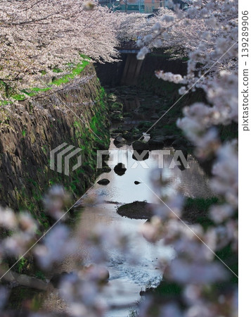 山崎河盛開 山崎河盛開 139289906