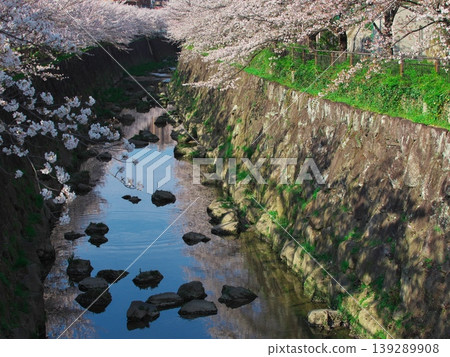 山崎河盛開 山崎河盛開 139289908