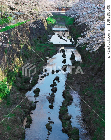山崎河盛開 山崎河盛開 139289909