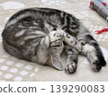 American shorthair kitten taking a nap 139290083