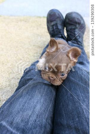 French bulldog French bulldog 139290308