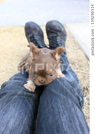 French bulldog French bulldog 139290314