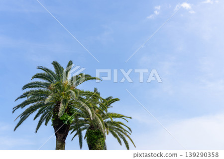 Blue sky and tropical palm trees Blue sky and tropical palm trees 139290358