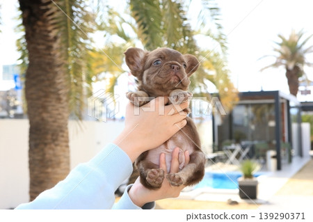 法國鬥牛犬 139290371