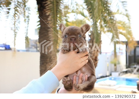 French bulldog French bulldog 139290372