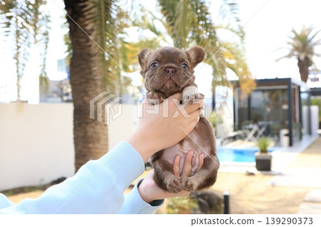 French bulldog French bulldog 139290373