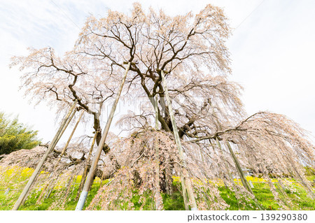 Miharu cherry blossoms in full bloom 139290380