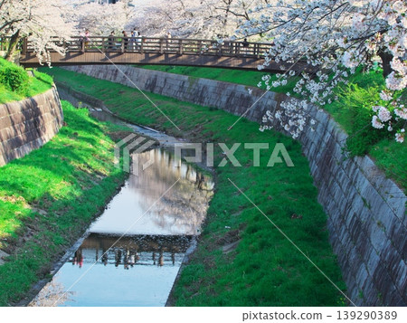 The Yamazaki River and the wooden bridge, Kanae Kobashi, are surrounded by cherry blossoms in full bloom. The Yamazaki River and the wooden bridge, Kanae Kobashi, are surrounded by cherry blossoms in full bloom. 139290389
